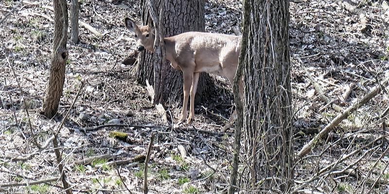 Walking in the forest