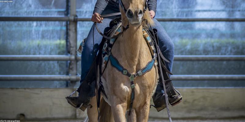 horse racing at Uttoxeter Racecourse